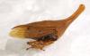 Guayaquila tenuicornis
